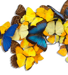 'Blue & Yellow' Butterfly | ART PRINT
